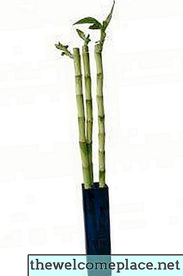 Como cuidar de plantas de bambu na água