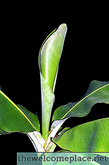 Cara Merawat Tanaman Pohon Pisang