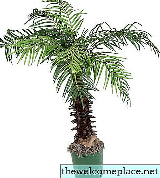 Kā rūpēties par palmu koku veidošanos ar baltajām bumbām