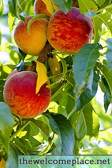 Pfirsichbäume pflegen