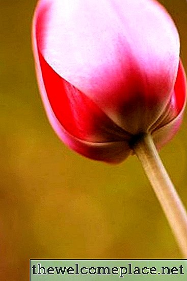 Pflege einer Tulpenpflanze im Topf