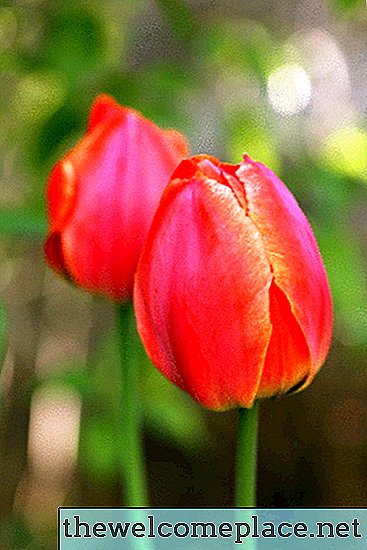 Cómo cuidar los tulipanes en un florero