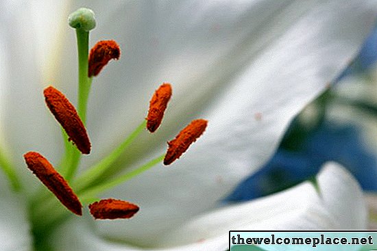 Wie man den Unterschied zwischen männlichen und weiblichen Blumen erkennt