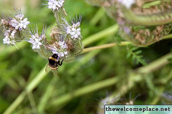 Bagaimana Mengenalinya jika Bumble Bee Adalah Pria atau Wanita