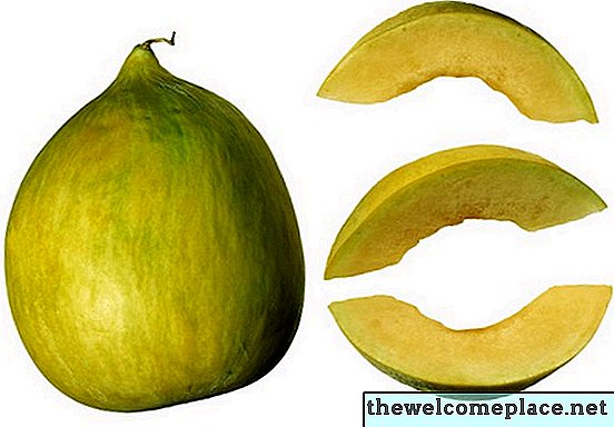 Hvordan fortelle om en Crenshaw-melon er moden