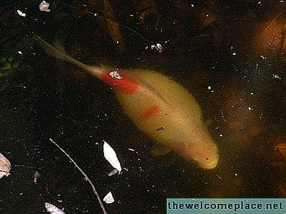 Como saber se um peixe gordo Koi está grávida ou doente