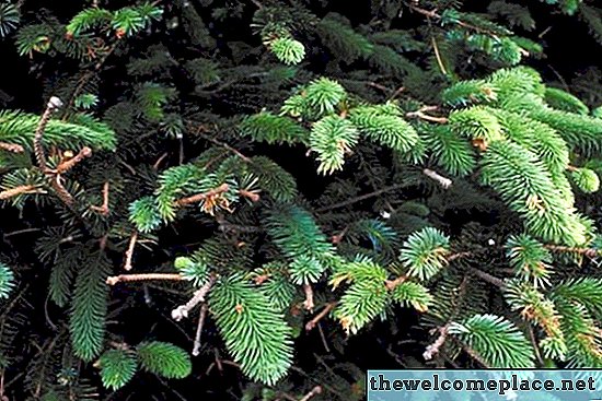 Como saber se eu estou molhando árvores spruce recém-plantadas