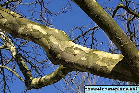 Kaip sužinoti, ar miršta Sycamore medis