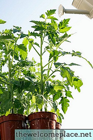 Hvordan fortelle om tomatplanten din er bestemmende eller ubestemmelig