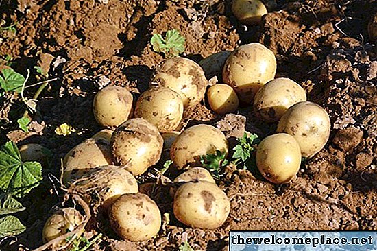Como saber quando as batatas estão prontas para a colheita