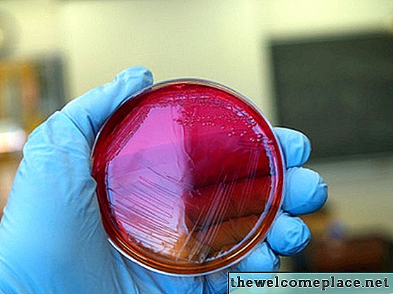 Bacteriën testen op keukentellers
