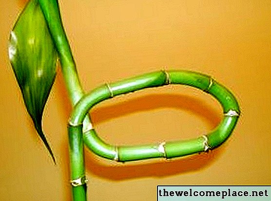 Come addestrare una pianta di bambù fortunata