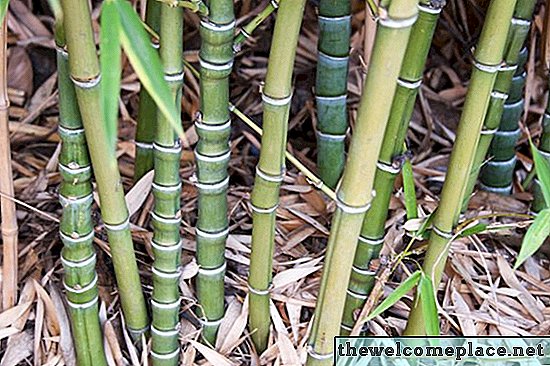 Cómo trasplantar esquejes de bambú