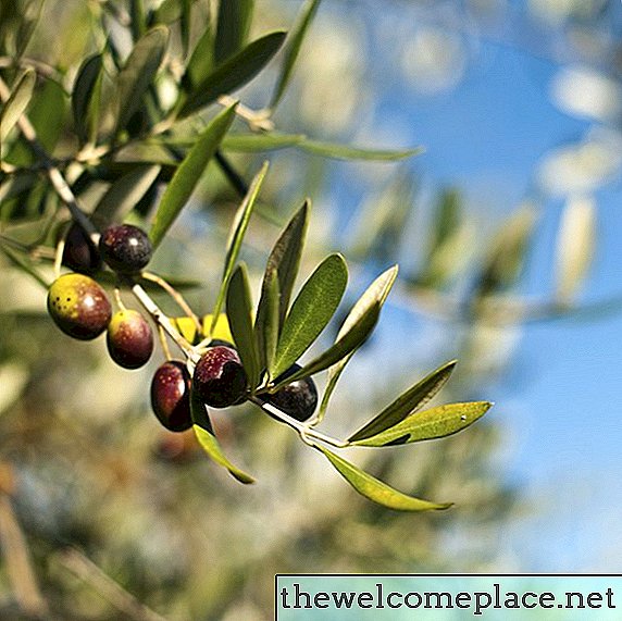 Como transplantar oliveiras