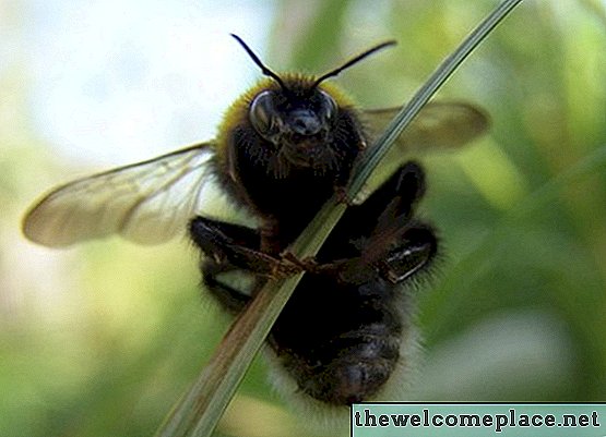 Bumble Bees Trap