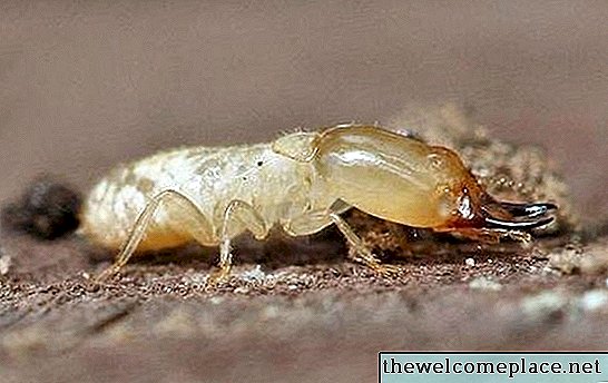 Hoe een werf voor termieten te behandelen