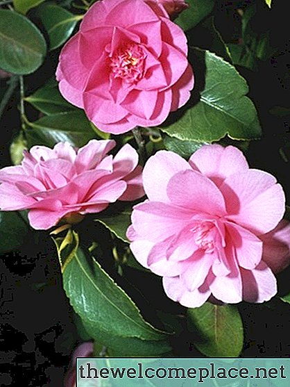 Kaip sutvarkyti apaugusį Camellia Bush