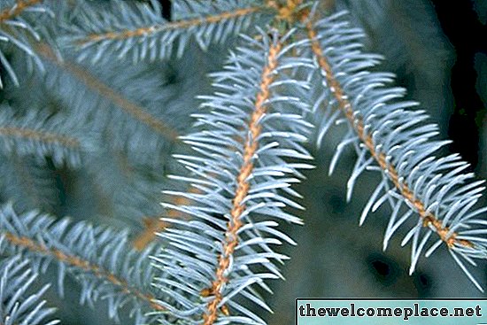 Hvordan Trim Globe Blue Spruce
