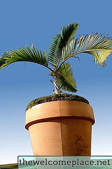 Как да отрежете вътрешни палми