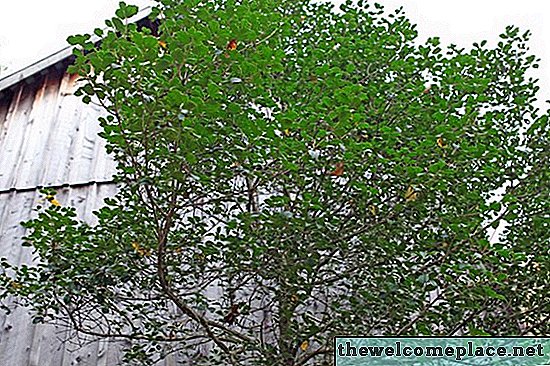 Como aparar árvores de azevinho cobertas de vegetação
