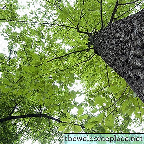Hoe Pin Oak Trees Trimmen