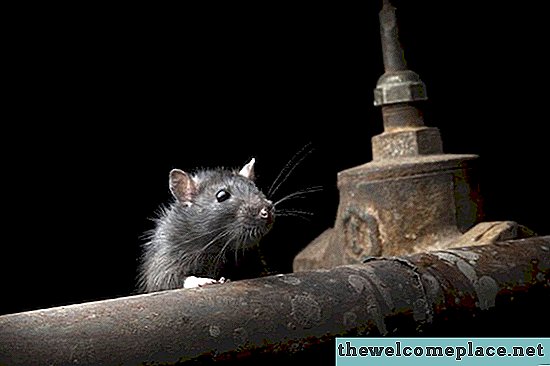 Hvordan bruke ammoniakk for å bli kvitt rotter