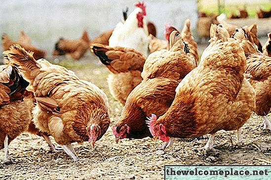 Comment utiliser le fumier de poulet comme engrais de jardin
