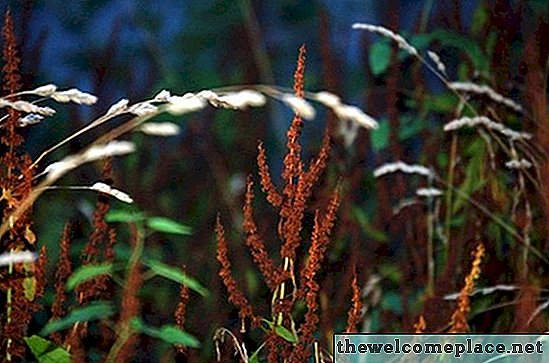 Comment utiliser Clorox comme herbicide