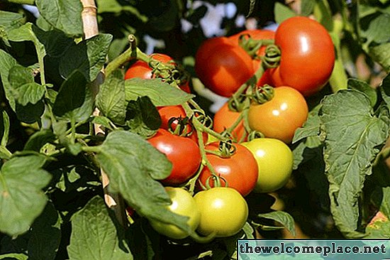 Wie man Kieselgur für Tomaten verwendet