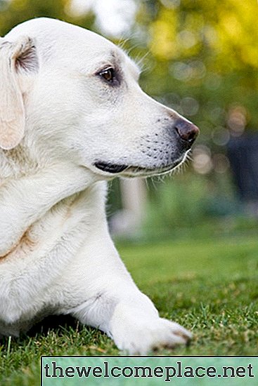 كيفية استخدام الدولوميت الجير على العشب لتلف كلب البول