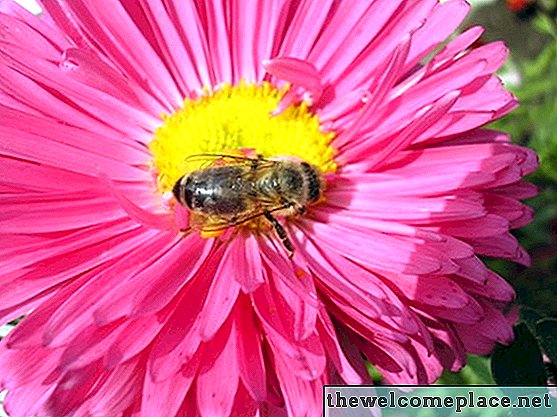 Jak používat sušicí listy k zbavení včel