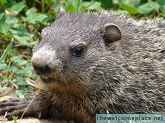 Wie man Bittersalz verwendet, um Waldmurmeltiere von einem Gemüsegarten fernzuhalten