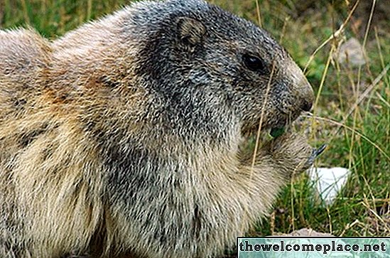 Cómo usar la glicerina para deshacerse de las marmotas