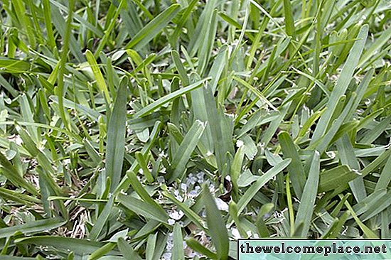 Cara Menggunakan Gypsum di Rumput