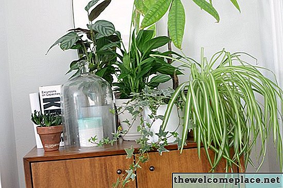 كيفية استخدام النباتات المنزلية كلكمات زخرفية (4 أفكار لتبدأ بها)