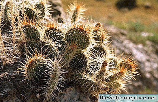 Come annaffiare un cactus