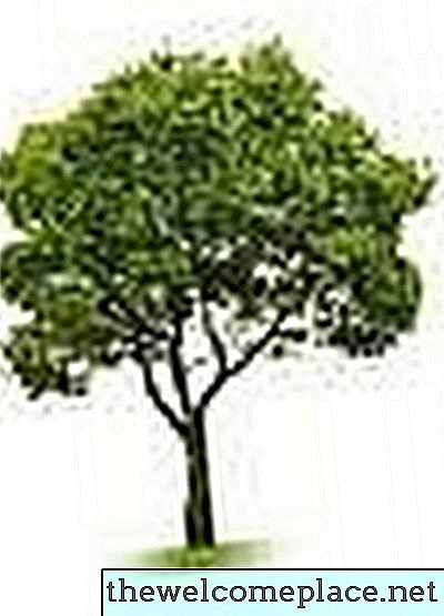 Kako zalivati ​​drevesne korenine s pomočjo PVC cevi