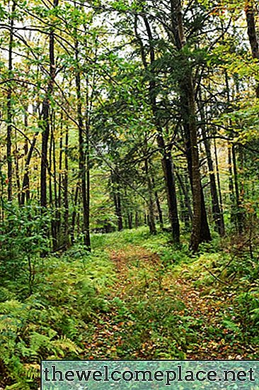 Comment écrire une lettre donnant la permission de couper un arbre