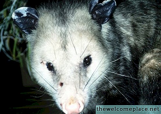 Wie würde ich wissen, ob ein Opossum in meiner Wand lebt?