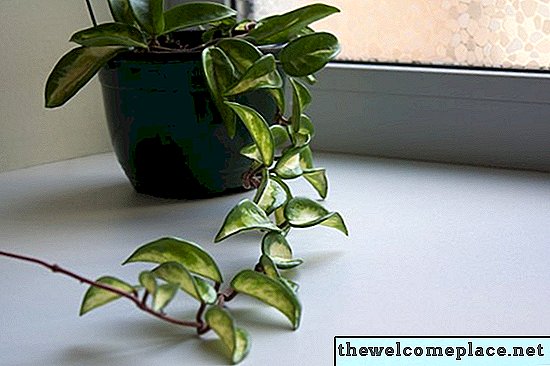 Péče o rostliny Hoya