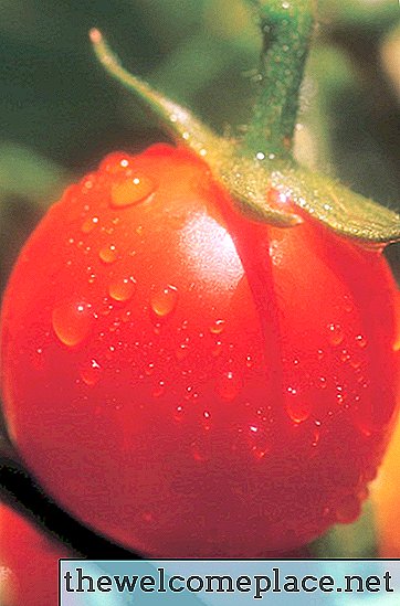 Mistura de peróxido de hidrogênio para plantas de tomate