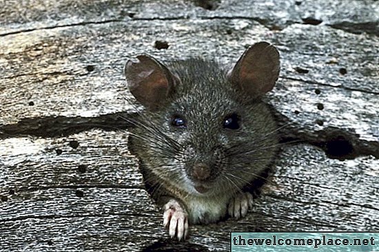 لدي الفئران في بلدي Woodpile
