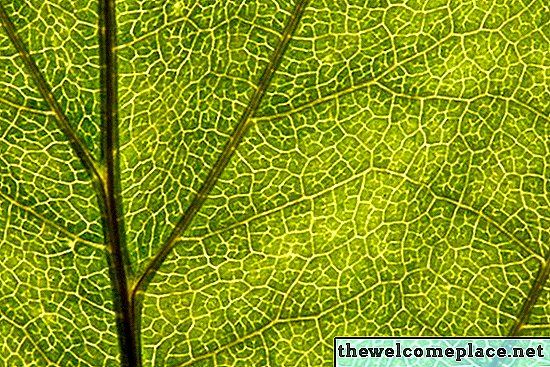 Condiții ideale pentru fotosinteză