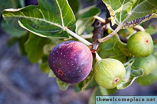 Ideální ovocné stromy pro Alabamu