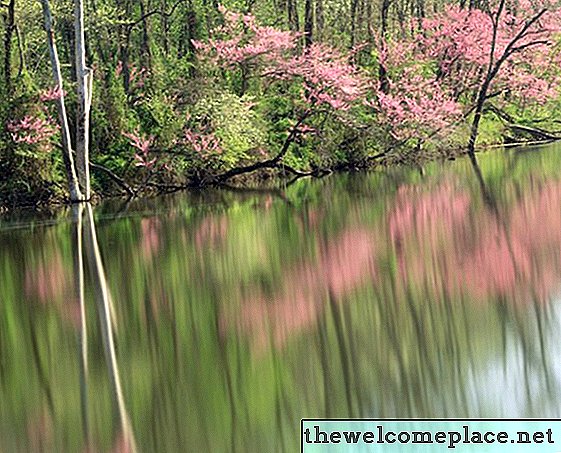 Identificazione di alberi in fiore nel Tennessee