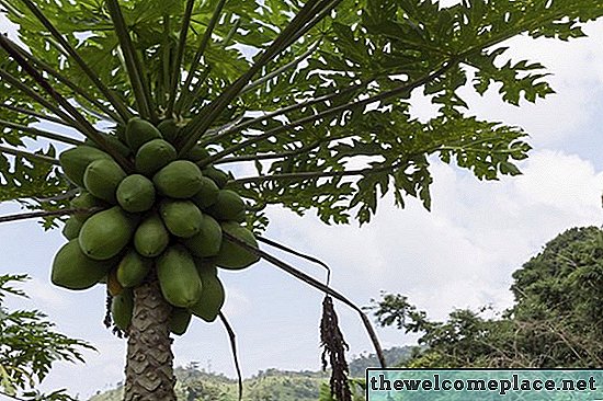Männliche und weibliche Papayabäume identifizieren