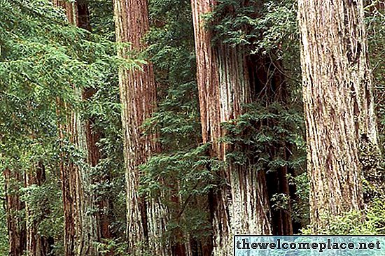 Identifikácia chorôb stromu Redwood