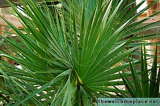 Innendørs palmetre Tips for blader som blir brune