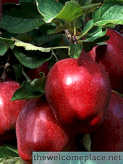 Informācija par ābeļu lapām uz kokiem