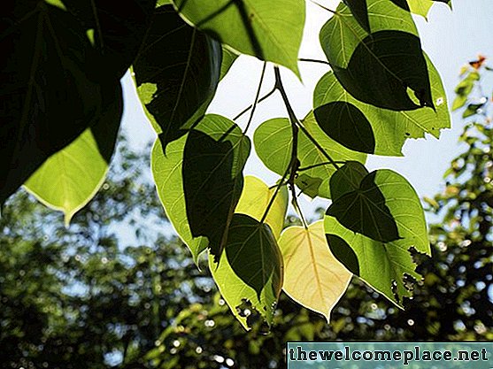 معلومات عن شجرة بيبال